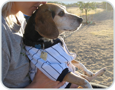 A picture of our beloved beagle Pushkin at the dog run with mom, Sharon Discorfano